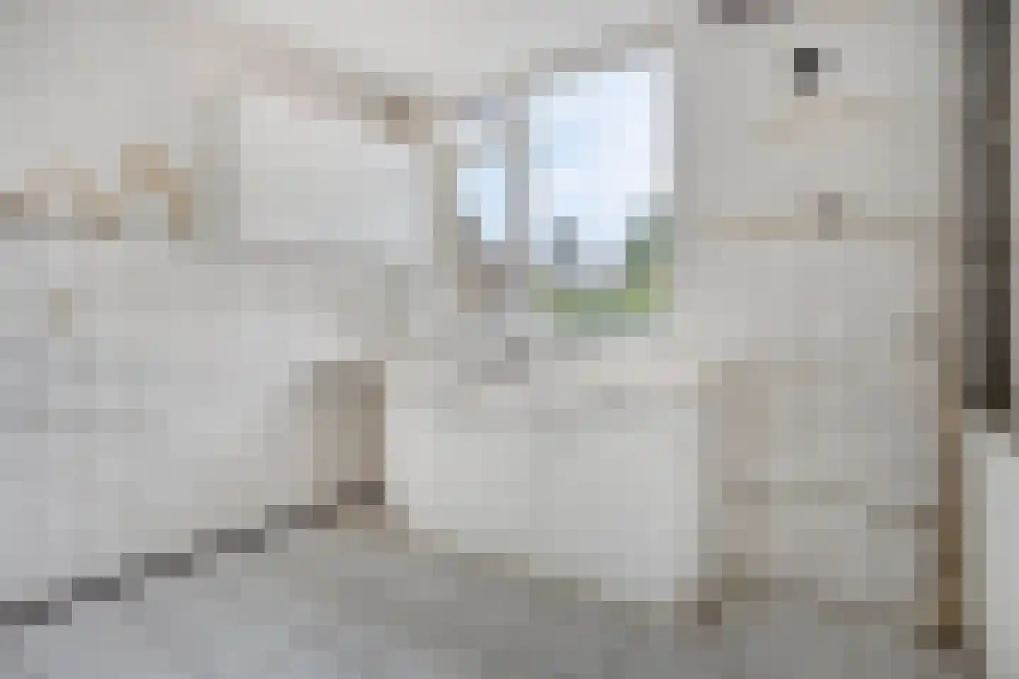 Witte Klaver 11 Rotterdam thumbnail 10