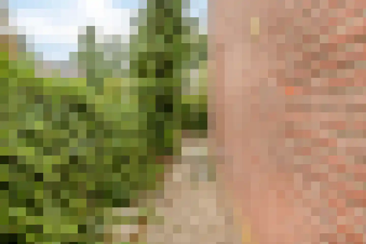 Witte Klaver 11 Rotterdam thumbnail 8