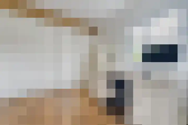 Witte Klaver 11 Woubrugge thumbnail 12