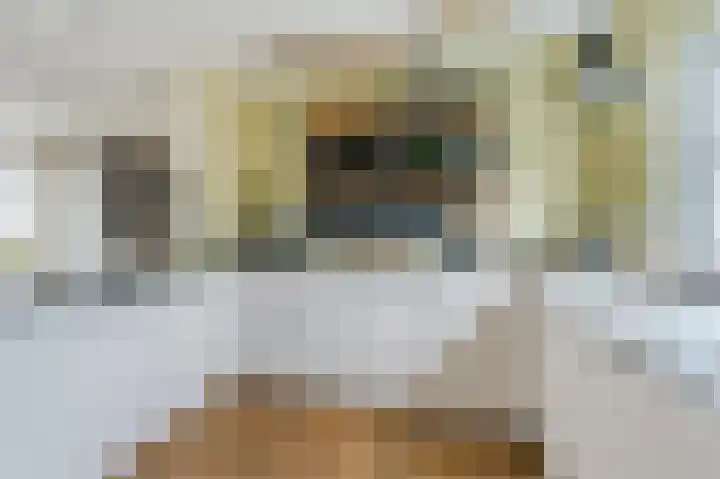Witte Klaver 11 Woubrugge thumbnail 25
