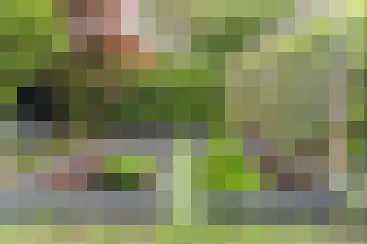 Witte Klaver 11 Woubrugge thumbnail 52