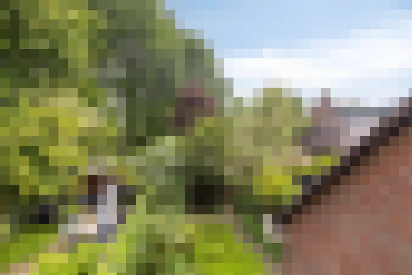Witte Klaver 23 Rotterdam thumbnail 19