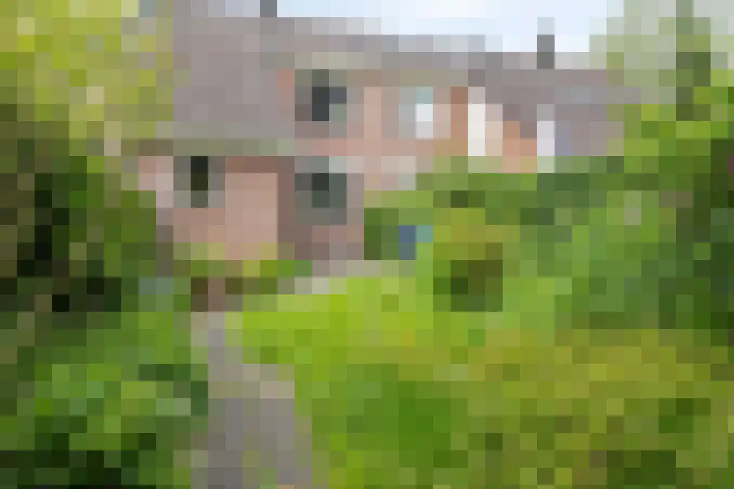 Witte Klaver 23 Rotterdam thumbnail 8