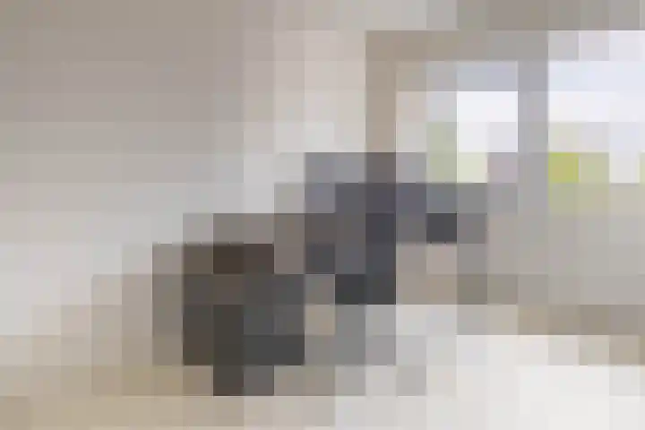 Witte Kwikstaart 21 Zevenhoven thumbnail 13
