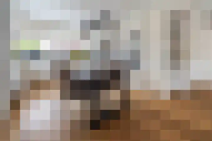 Witte Kwikstaart 21 Zevenhoven thumbnail 5
