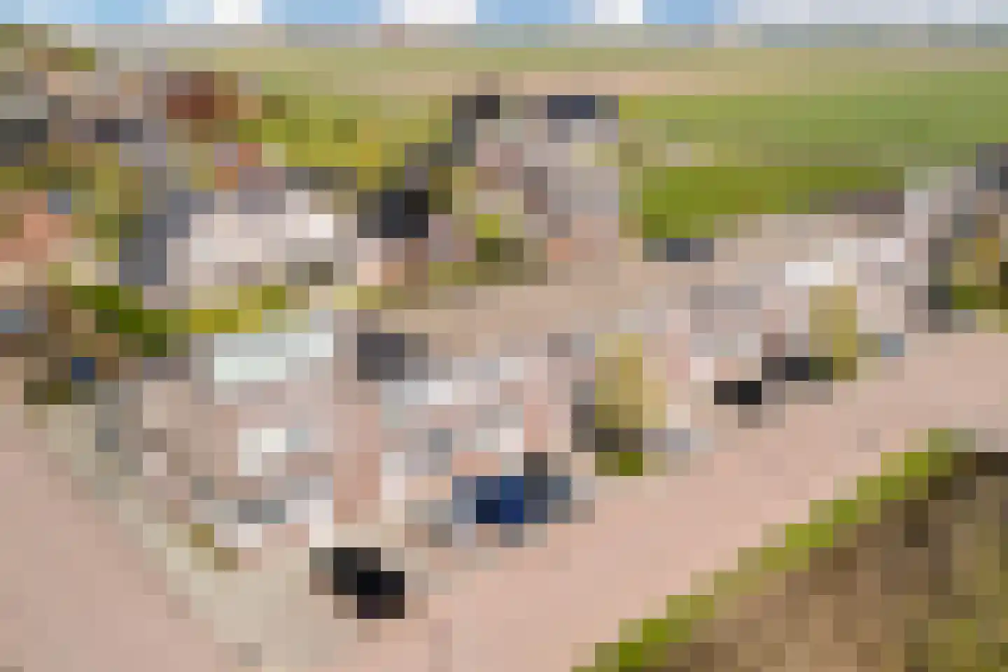 Witte Kwikstaart 8 in Zevenhoven