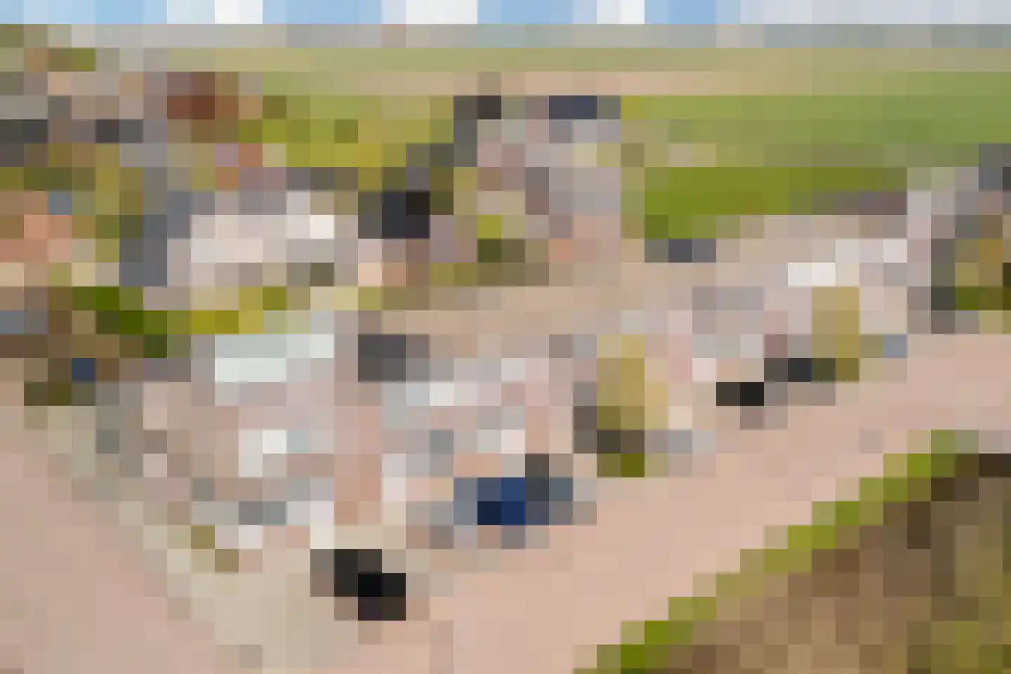 Witte Kwikstaart 8 Zevenhoven