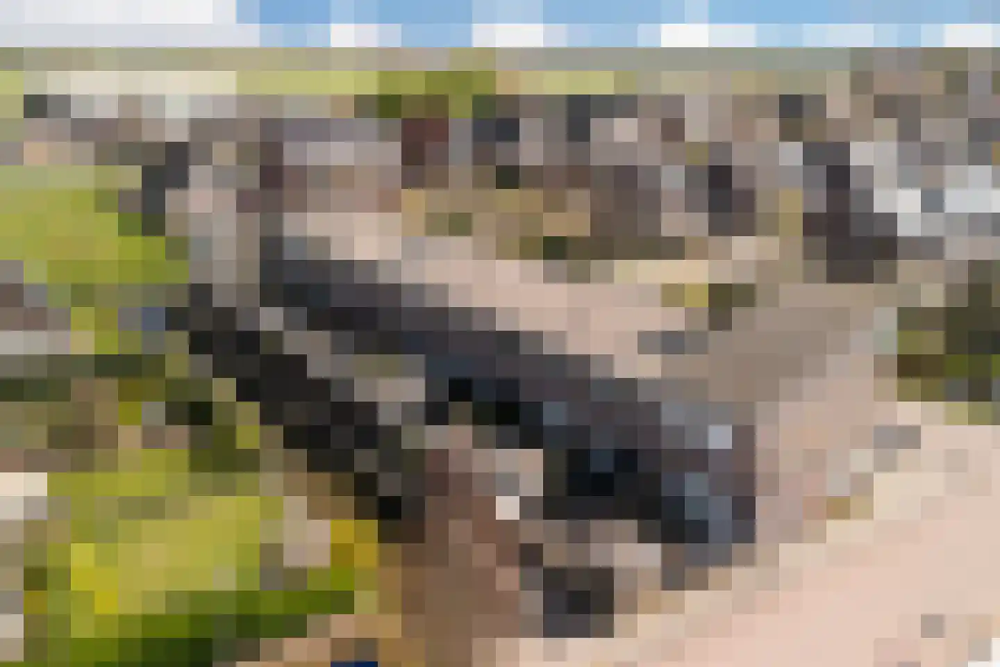Witte Kwikstaart 8 Zevenhoven thumbnail 4