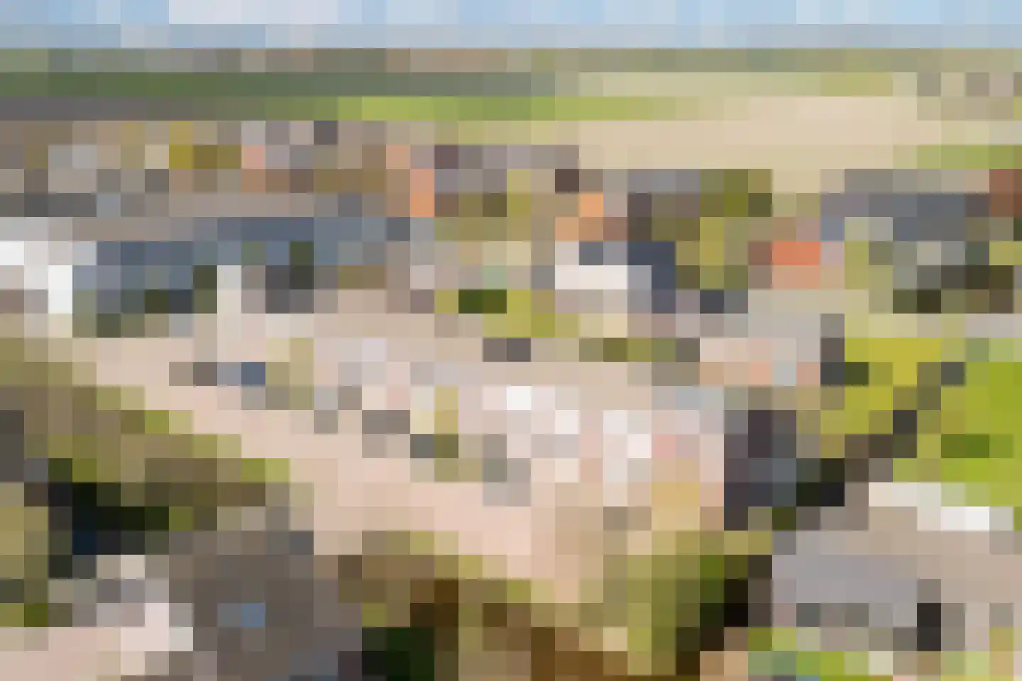 Witte Kwikstaart 8 Zevenhoven thumbnail 47
