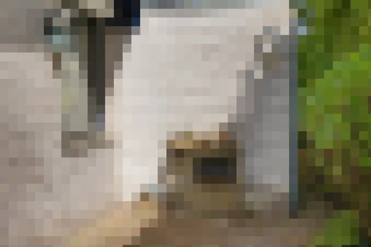 Witte Menweg 4 a 31 Geesbrug thumbnail 28