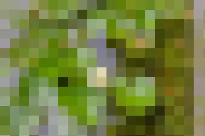 Witte Molenweg 2 Heesch thumbnail 37