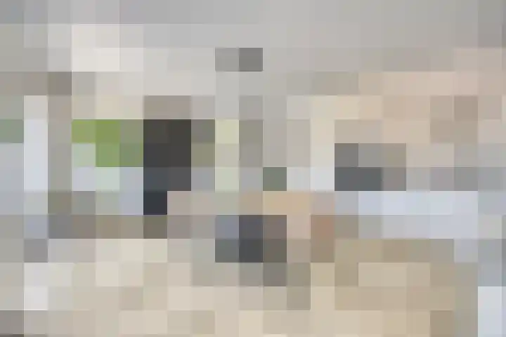 Witte Paters 14 's-Heerenberg thumbnail 16