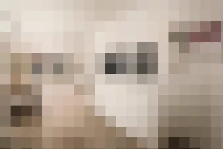 Witte Ring 123 Assendelft thumbnail 22