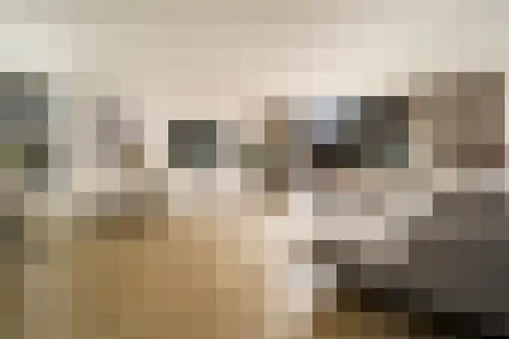 Witte Ring 123 Assendelft foto 3