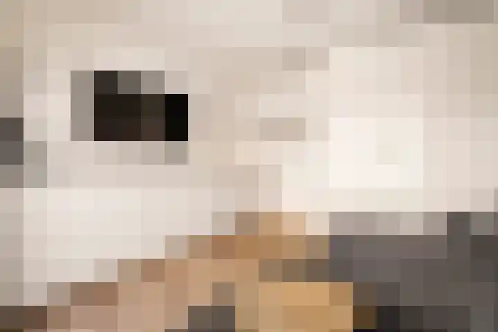 Witte Ring 123 Assendelft thumbnail 52