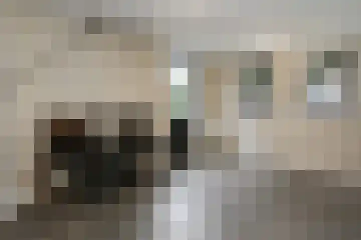 Witte Ring 16 Assendelft thumbnail 57