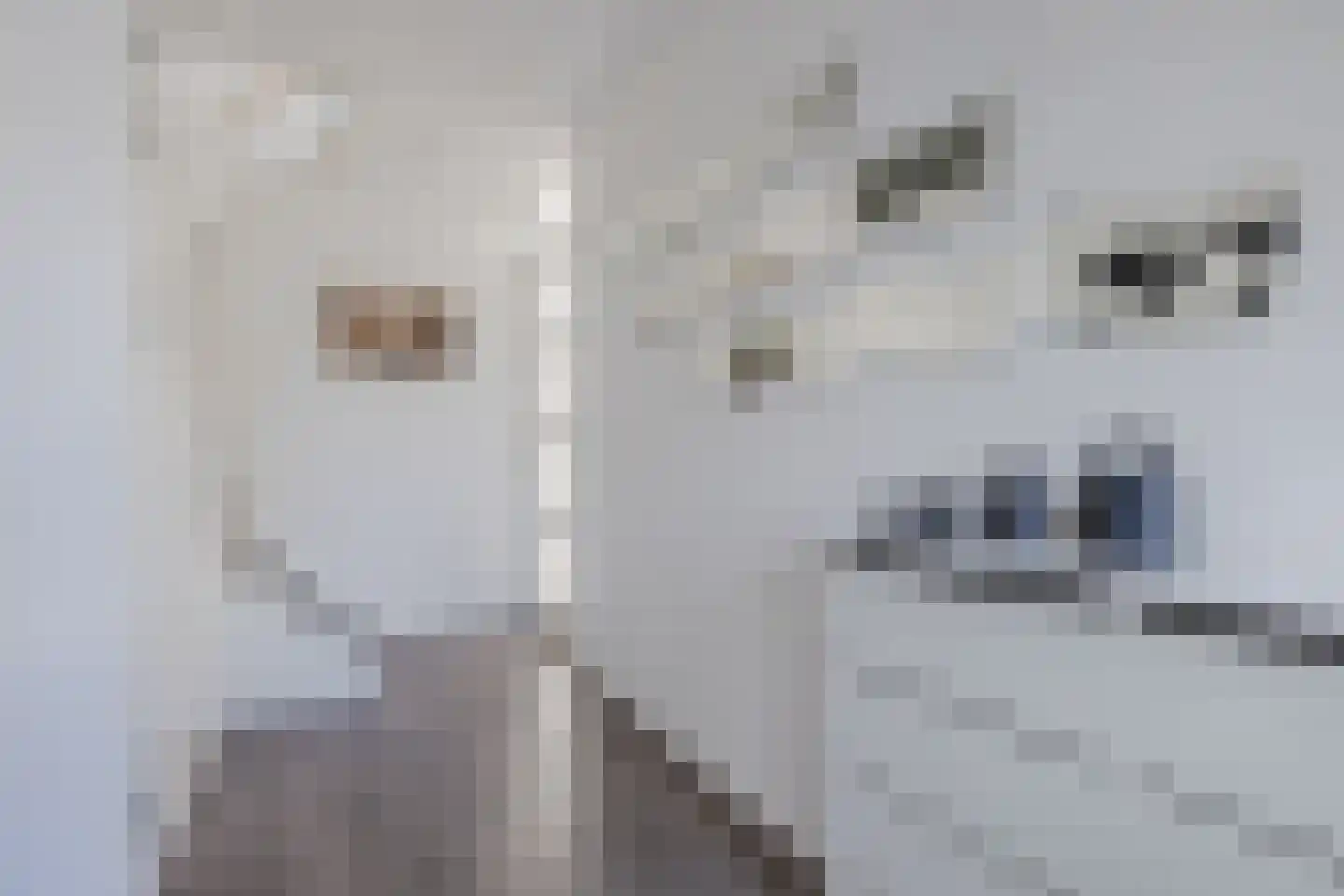 Witte Ring 55 Assendelft thumbnail 12