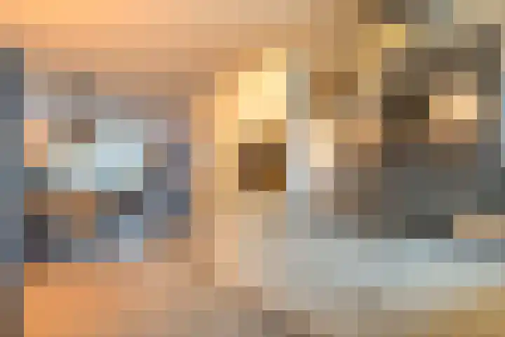Witte Ring 80 Assendelft thumbnail 18