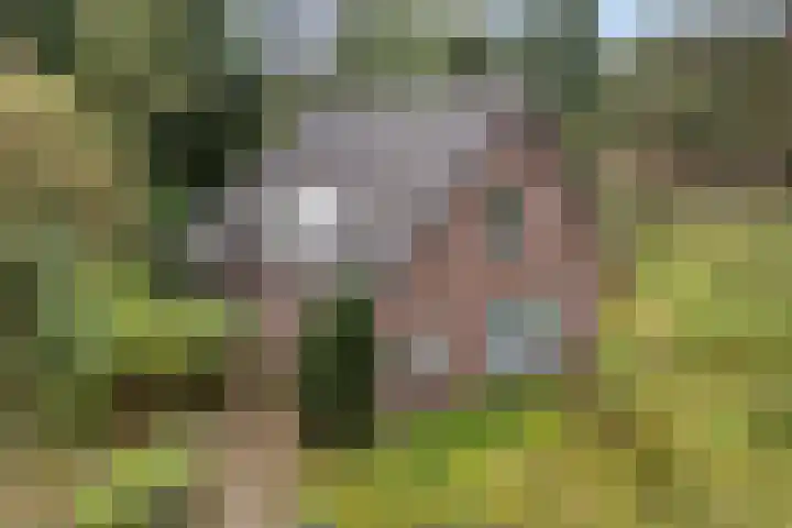 Witte Zand 19 a in Oosterhesselen