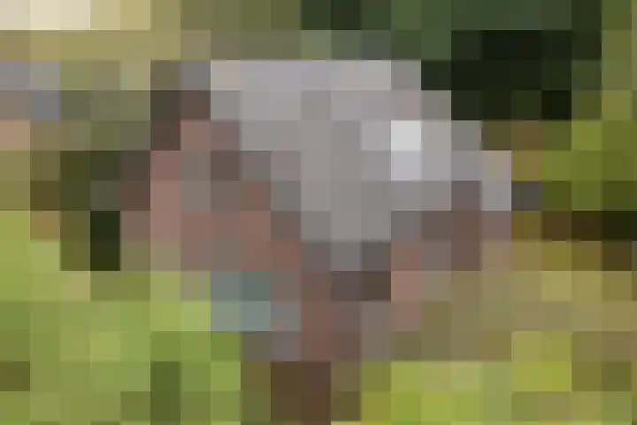 Witte Zand 19 a Oosterhesselen thumbnail 32