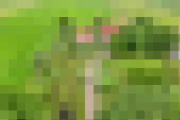 Wittelterweg 6 Diever thumbnail 8
