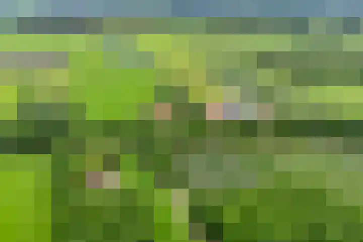 Wittelterweg 6 Diever thumbnail 9