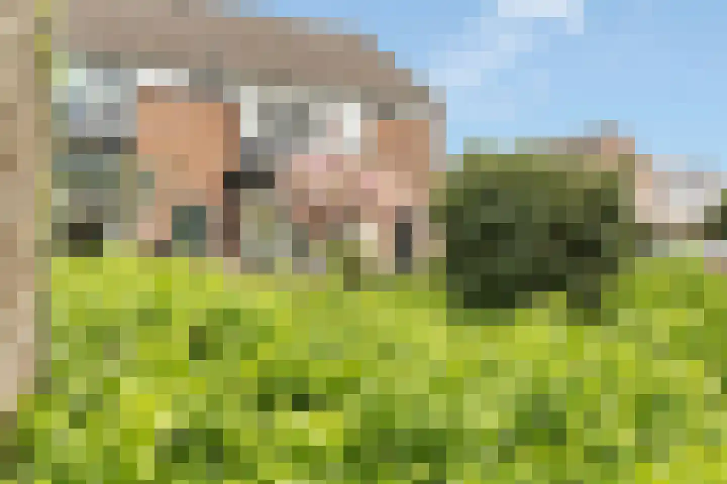 Wittenburg 147 Nijkerk thumbnail 6
