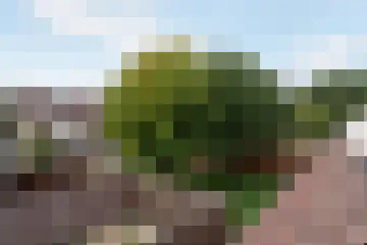 Wittenstein 216 Dordrecht thumbnail 25