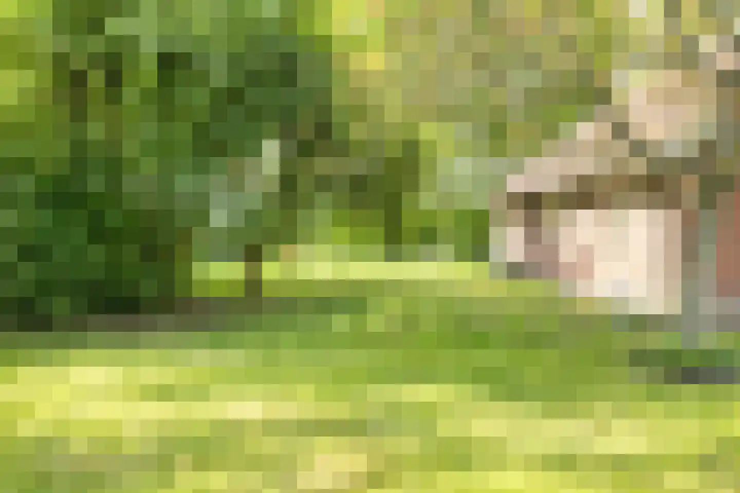 Witteweg 33 Langeveen thumbnail 62