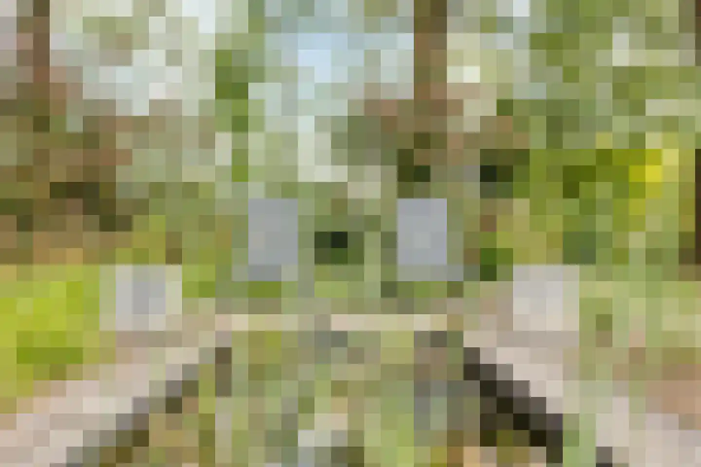 Witteweg 33 Langeveen thumbnail 70