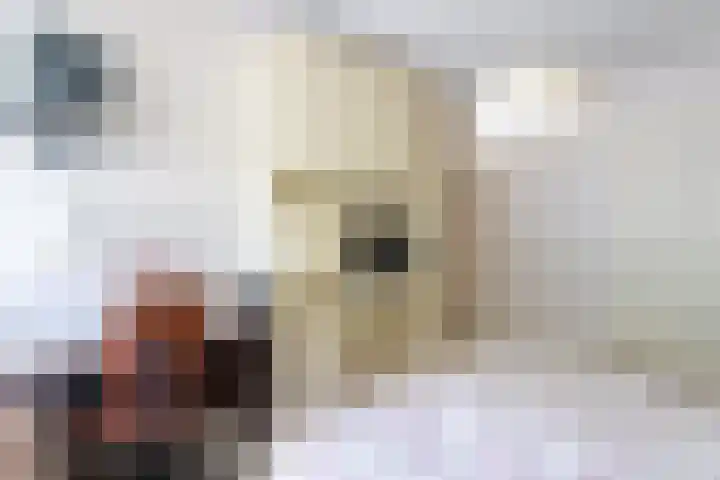 Witteweg 4 d Plasmolen thumbnail 21