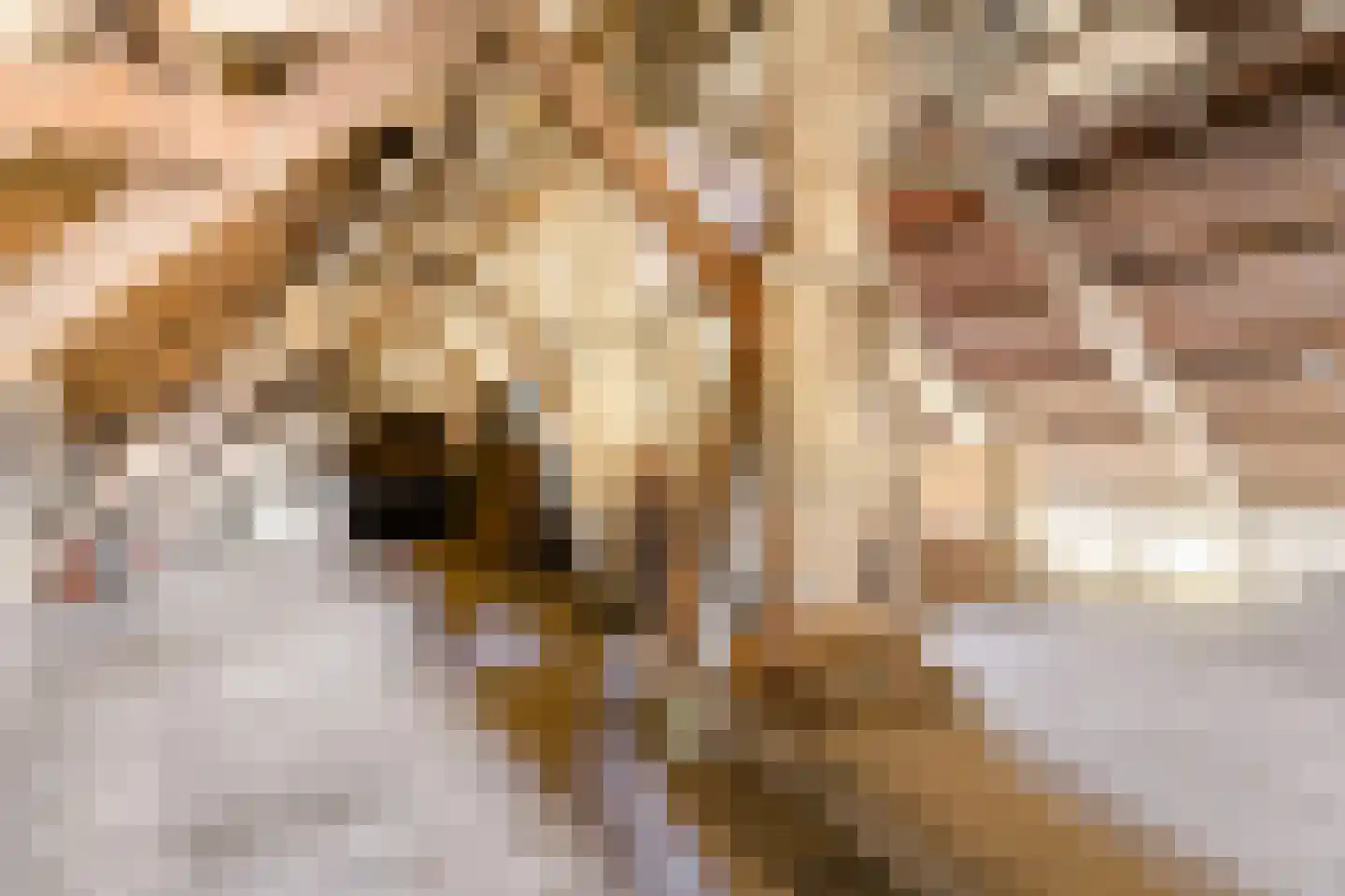 Wittewijk 6 Smilde thumbnail 56