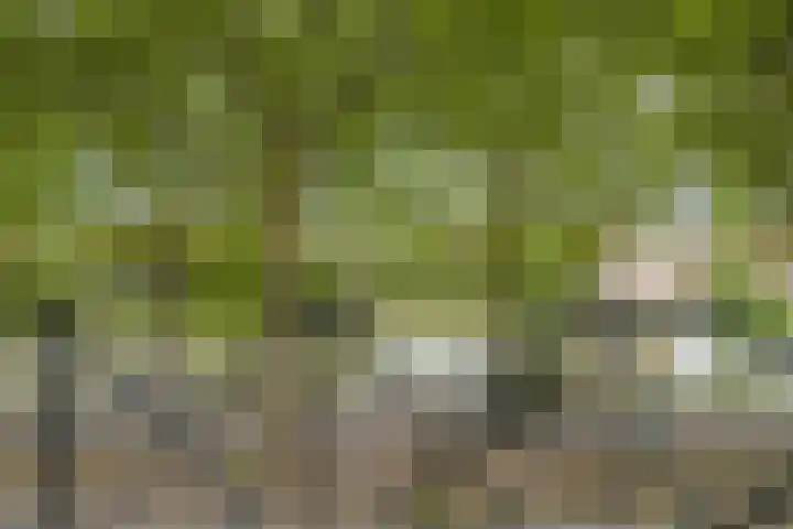 Wittoucksingel 12 Bergen op Zoom thumbnail 16