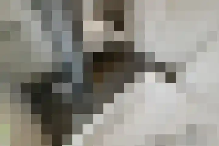 Wodan 36 Elst thumbnail 35