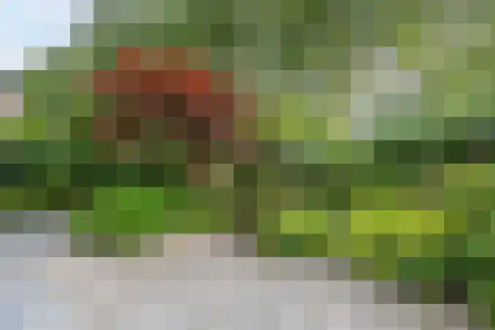 Woekeven 49 Heemskerk thumbnail 49