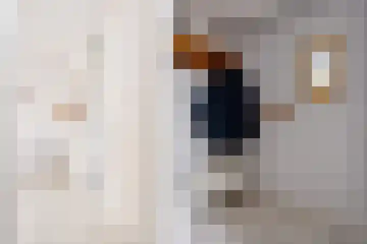 Woelmuisakker 2 Houten thumbnail 8