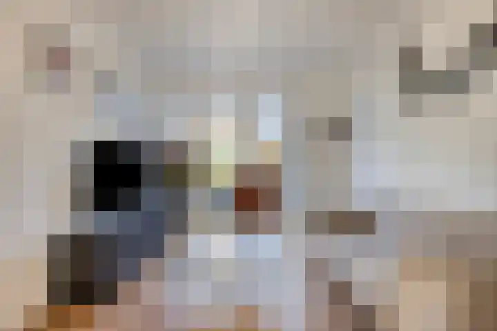 Woenselsestraat 332 A Eindhoven thumbnail 15