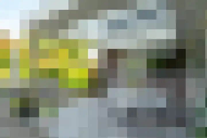 Woerdakkers 4 Gieten thumbnail 51