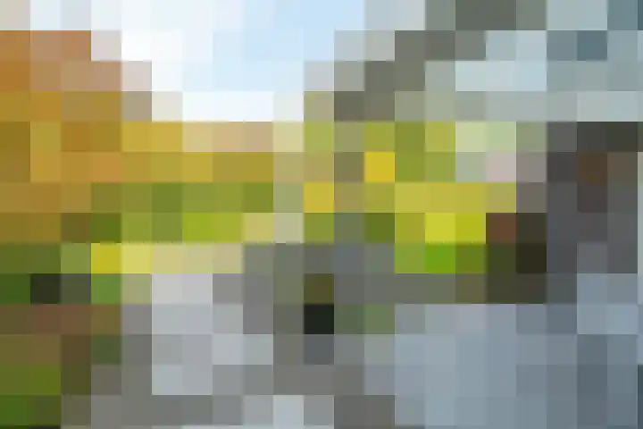 Woerdakkers 4 Gieten thumbnail 52