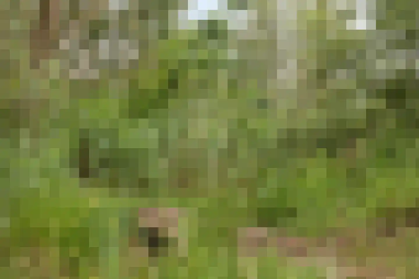 Woerdsestraat 18 Altforst thumbnail 52