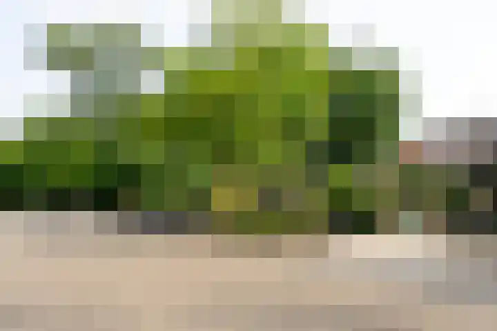Woestduinstraat 111 2 Amsterdam thumbnail 31