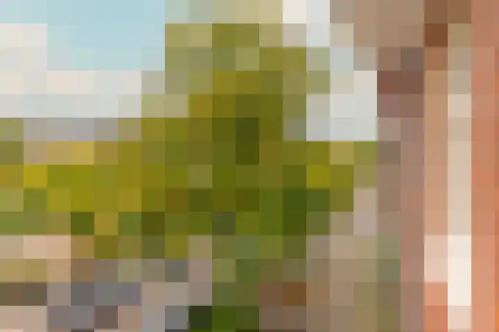 Woestduinstraat 21 2 Amsterdam thumbnail 21