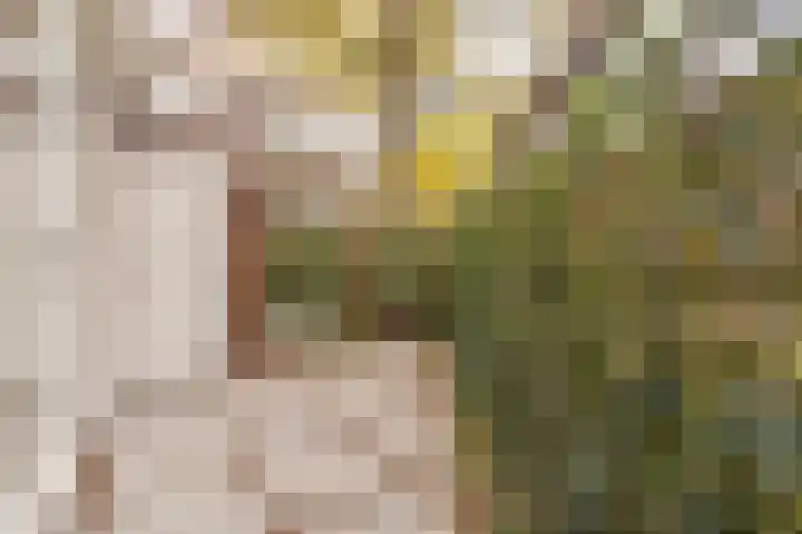 Woestduinstraat 9 1 Amsterdam thumbnail 25