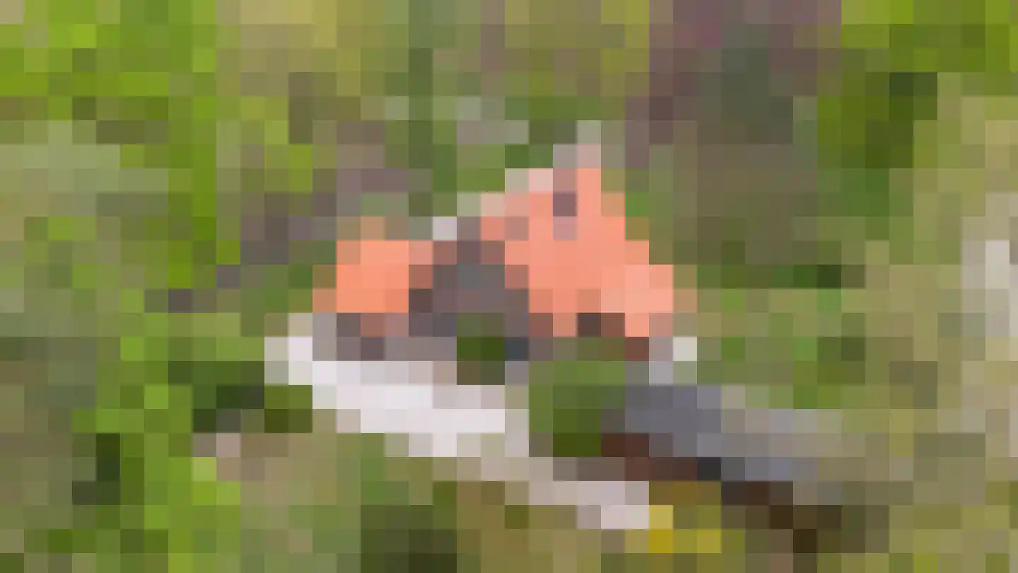 Woeste Hoefweg 27 Hoenderloo thumbnail 56
