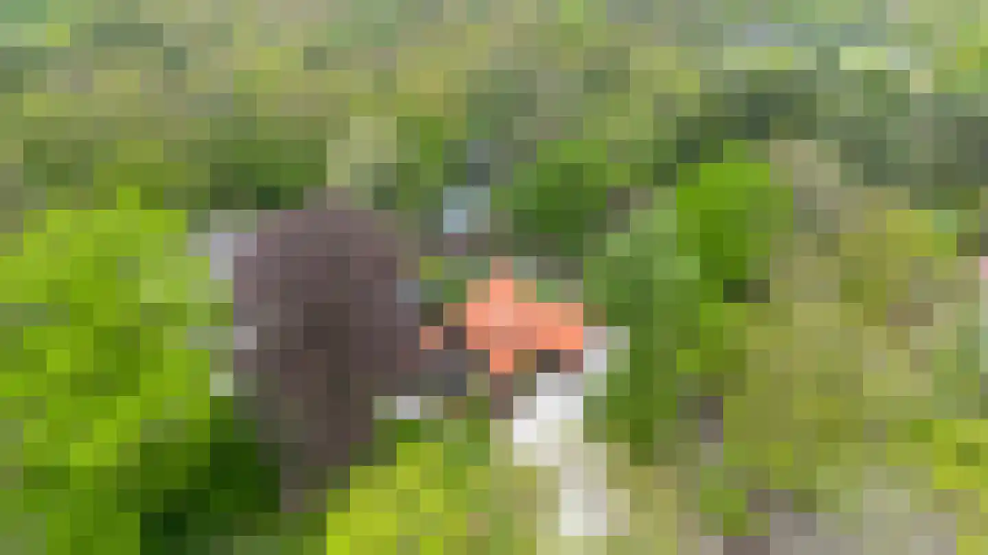 Woeste Hoefweg 27 Hoenderloo thumbnail 59