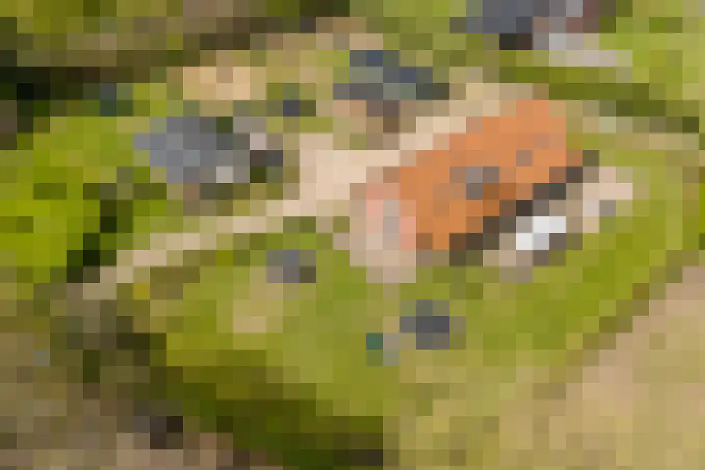Woestenes 7 Eibergen thumbnail 5