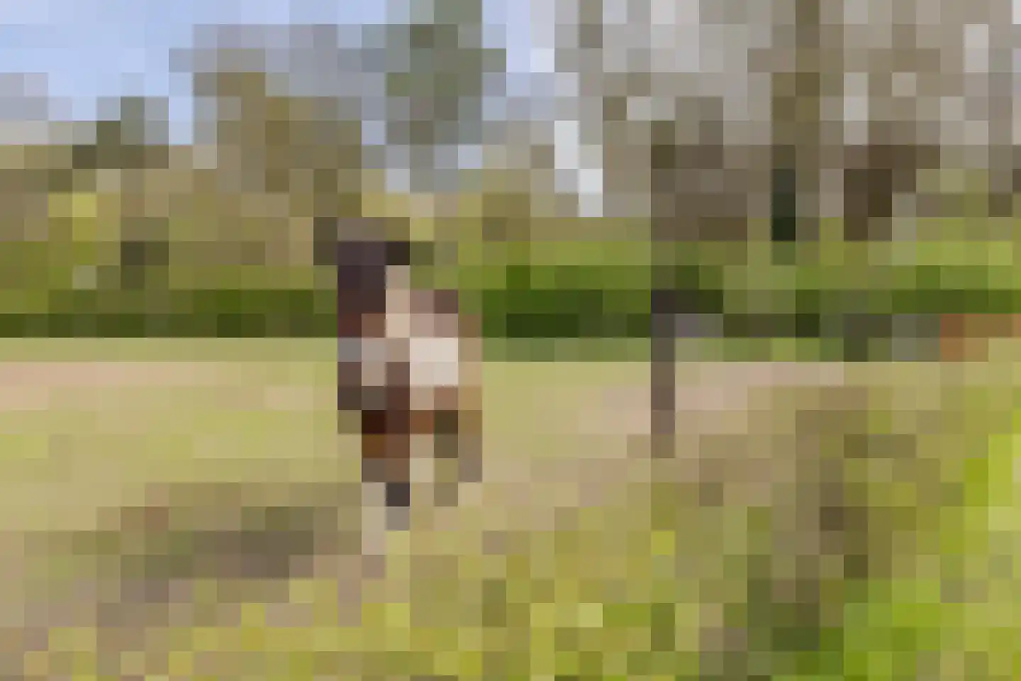 Woestenes 7 Eibergen thumbnail 74