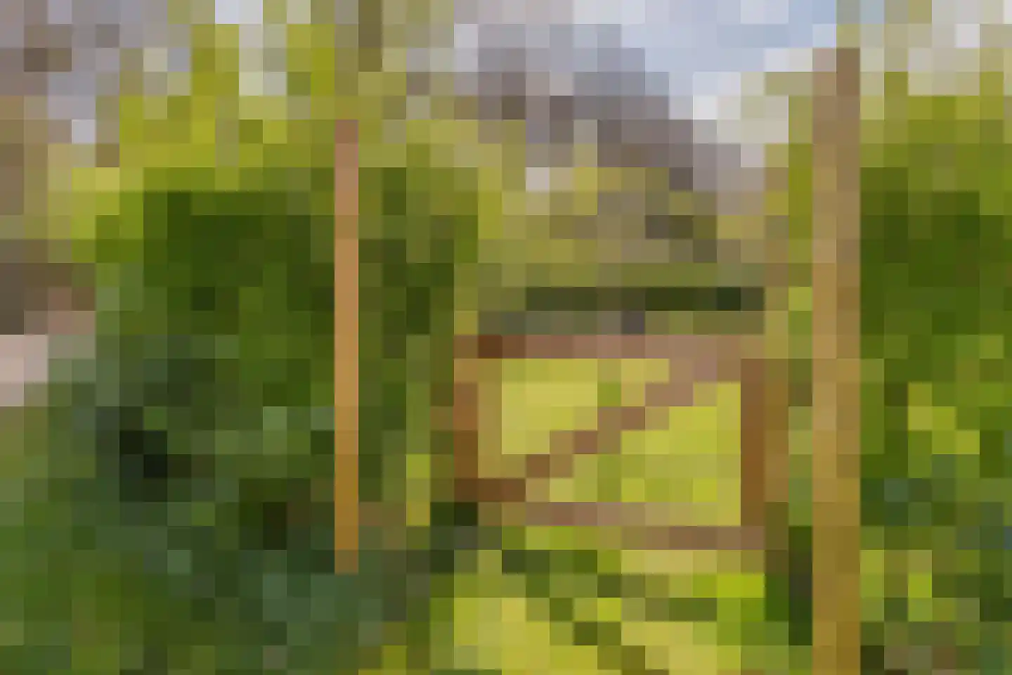 Woestenes 7 Eibergen thumbnail 75