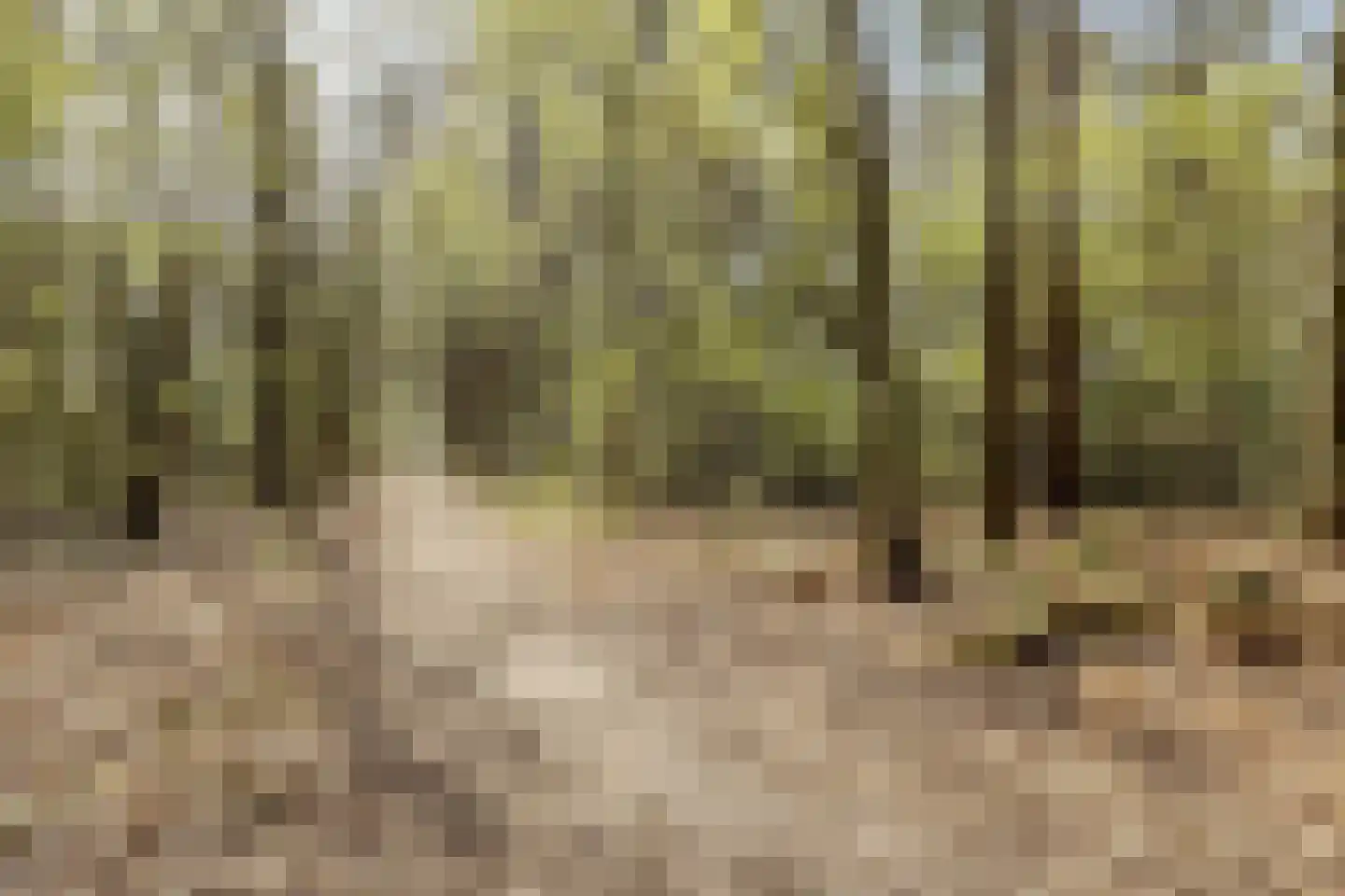 Woestenes 7 Eibergen thumbnail 84