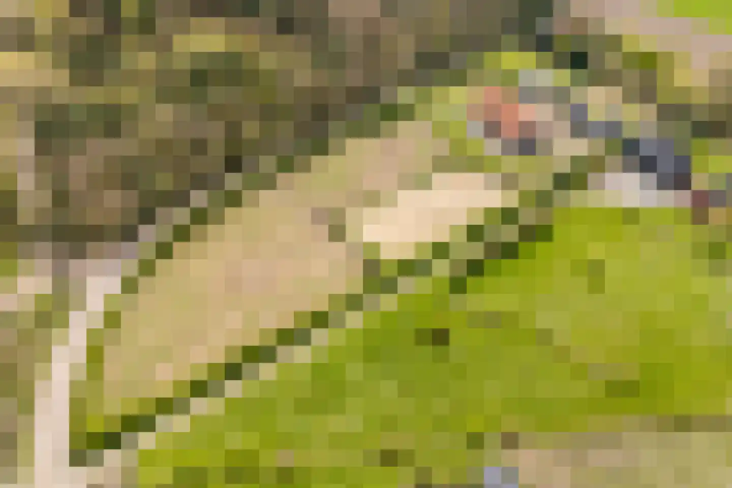 Woestenes 7 Eibergen thumbnail 85